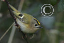 Goldcrest.